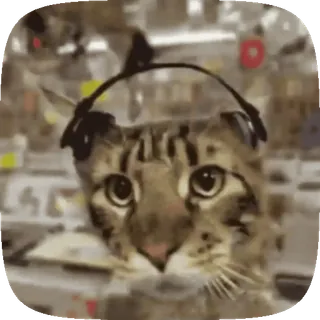 😼 고양이, 스라소니, 동물, 애완동물, 살쾡이 whatsapp sticker