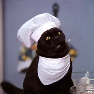 👨‍🍳 cat, chef, kitchen, hat, bib, animal telegram sticker