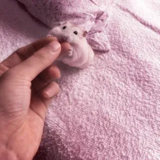 🤏 hamster, pet, cute, animal, rodent, small, hand telegram sticker