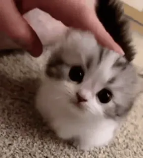 🤩 小猫, 猫, 宠物, 动物, 可爱, 哺乳动物 whatsapp sticker
