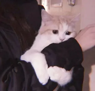 🥺 кот, котенок, домашнее животное, животное, милый, пушистый, домашняя кошка telegram sticker