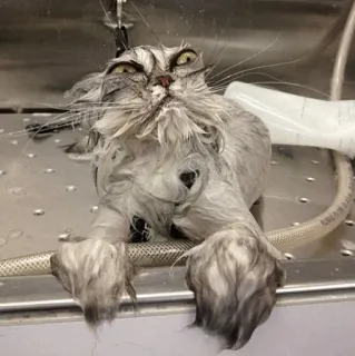🧈 chat, mouillé, douche, bain, animal, animal de compagnie telegram sticker
