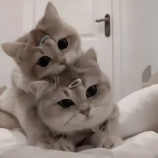 ♻️ gatos, gatitos, lindos, animales, mascotas, british shorthair, gato doméstico telegram sticker
