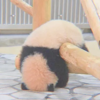 🐼 Panda, Animal, Fofo, Urso, Vida selvagem, Mamífero telegram sticker