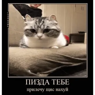 😜 ПИЗДА ТЕБЕ
прилечу щяс нахуй mèo, meme, xúc phạm, nga, mèo giận dữ, đe dọa telegram sticker