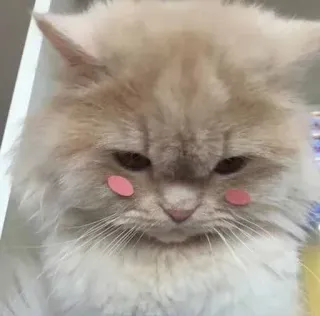 😔 kucing, hewan peliharaan, imut, binatang, berbulu, stiker telegram sticker