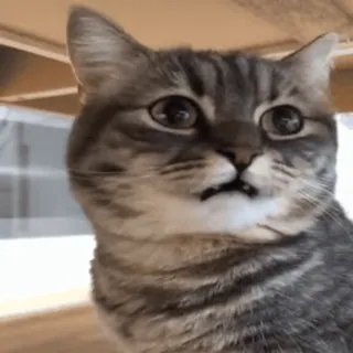 😮 chat, animal, animal de compagnie, mignon, drôle, mème telegram sticker