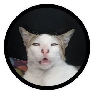 🤤 gato, animal, animal de estimação, engraçado, meme telegram sticker