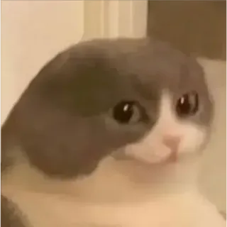 🐱 고양이, 귀여운, 동물, 애완 동물, 웃긴, 밈, 슬픈 telegram sticker