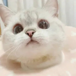 😕 кот, питомец, животное, милый, домашняя кошка, млекопитающее telegram sticker