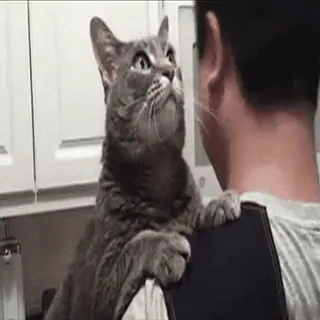 🥰 gato, animal de estimação, animal, fofo, doméstico, gato cinza, ombro telegram sticker