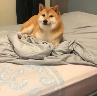 ❤️ dog, shiba inu, pet, animal, bed, domestic animal telegram sticker