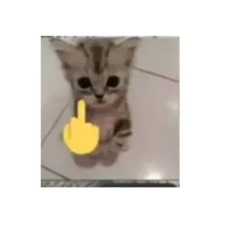 🖕 cat, kitten, middle finger, offensive telegram sticker