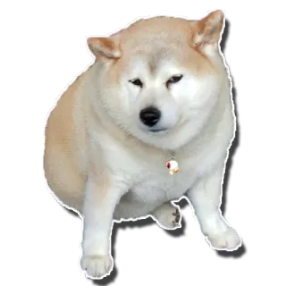 😓 perro, shiba inu, lindo, animal, meme telegram sticker