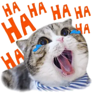 😂 HA HA HA HA HA cat, laughing, animal, happy, sticker telegram sticker