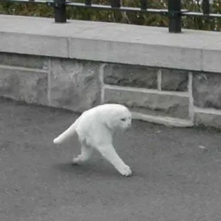 😾 猫, 白い猫, 動物, ペット, 歩く, 面白い猫 telegram sticker