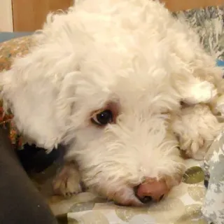 🥺 cão, cão branco, animal de estimação, animal, fofo, retrato telegram sticker