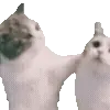 meme telegram emojis 🐱