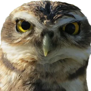 😡 cú mèo, chim, động vật, động vật hoang dã, thiên nhiên, gia cầm telegram sticker
