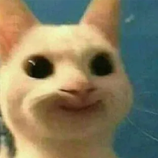 🙂 cat, meme, animal, funny, white cat telegram sticker