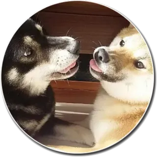 😝 chien, shiba inu, animaux, animaux de compagnie, langue, mignon, noir, fauve whatsapp sticker