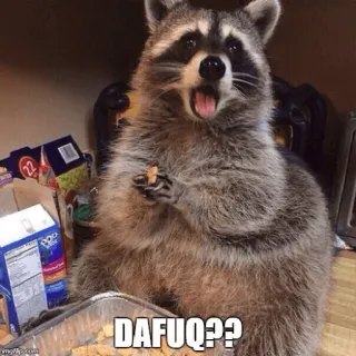 😱 DAFUQ?? mapache, animal, meme, divertido, sorpresa whatsapp sticker