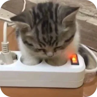🫥 cat, kitten, power strip, electricity, funny, meme, cute, dangerous telegram sticker