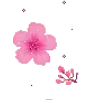 🌸