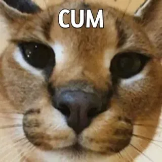 ❤️ CUM cat, meme, funny, animal telegram sticker