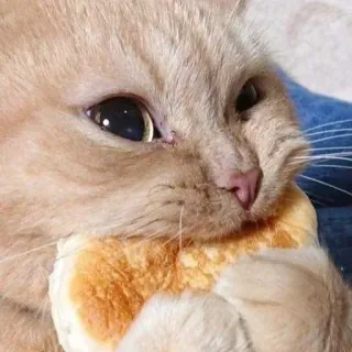 😶 gato, animal, pão, comida, fofo, animal de estimação, animal doméstico telegram sticker