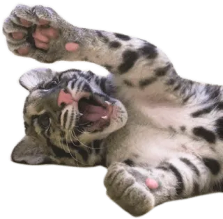 Cloudstix telegram stickers