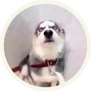 😳 hond, husky, bang, grappig, meme, geschokt telegram sticker