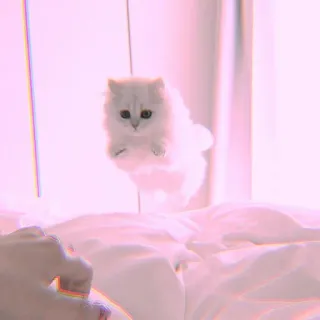 🐾 Katze, Kätzchen, Tier, süß, flauschig, weiß, Haustier, springen whatsapp sticker