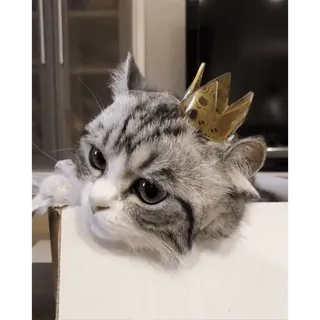 🤿 chat, chaton, couronne, animal, animal de compagnie, mignon telegram sticker