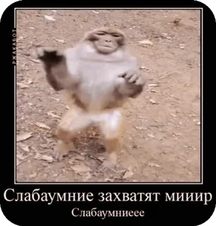 🌟 Слабоумние захват мииир Слабоумниеее ลิง, มีม, ตลก, สัตว์ whatsapp sticker