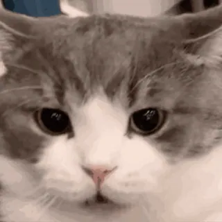 🐱 cat, animal, gray, white, cute, pet, kitten whatsapp sticker