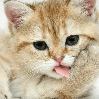 😺 chaton, chat, mignon, animal, animal de compagnie, animal domestique telegram sticker