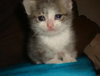 😭 chaton, chat, mignon, animal de compagnie, animal, triste telegram sticker