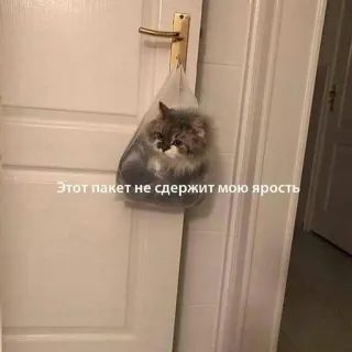 😡 Этот пакет не сдержит мою ярость cat, bag, anger, funny, meme telegram sticker