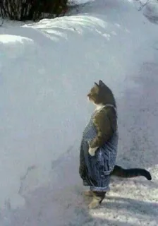 🤨 chat, neige, hiver, animaux, animaux de compagnie, salopette, mignon telegram sticker