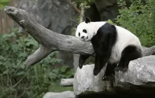 😣 Panda, Animal, Vida selvagem, Urso, Natureza, fofo telegram sticker
