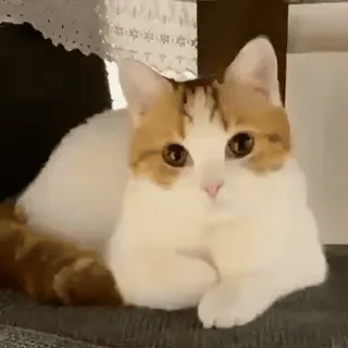🐈 кот, домашнее животное, животное, милый, домашний кот, кошачий whatsapp sticker