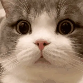 🐱 cat, animal, cute, pet, kitten, eyes whatsapp sticker