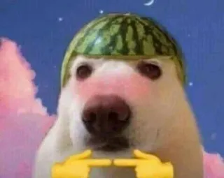 🌟 perro, sandía, lindo, tímido whatsapp sticker