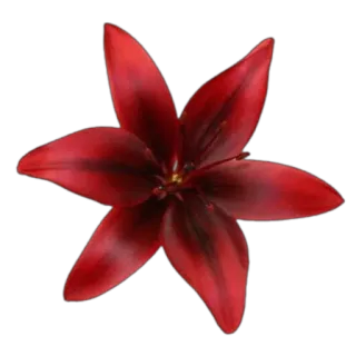 ❤ flower, red, petal, bloom, blossom, floral telegram sticker