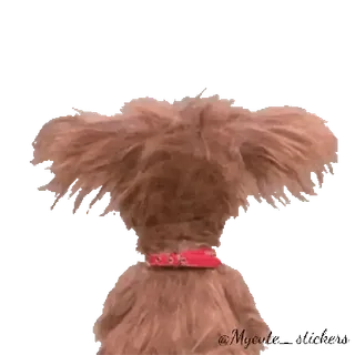 🐶 @MycuU anjing, binatang, hewan peliharaan, imut, telinga telegram sticker