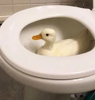 🌟 pato, váter, animal, pájaro, blanco, baño telegram sticker