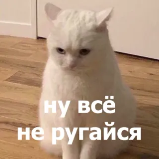 🥺 ну всё
не ругайся แมว, มีม, ตลก, น่ารัก, แมวขาว, รัสเซีย telegram sticker