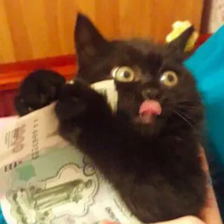 ☺️ Katze, schwarze Katze, Geld, lustig, Zunge, Meme telegram sticker