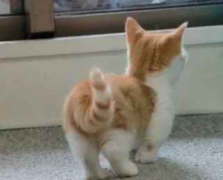 🐈 小猫, 猫, 动物, 家养动物, 宠物 telegram sticker